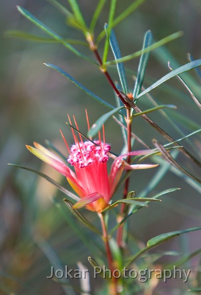 Kangaroo Valley_20070708_058.jpg